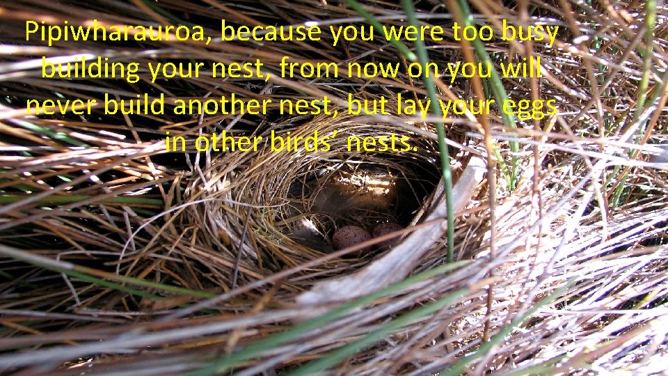 Pipiwharauroa, because you were too busy building your nest, from now on you will Pipiwharauroa, because you were too busy building your nest, from now on you will