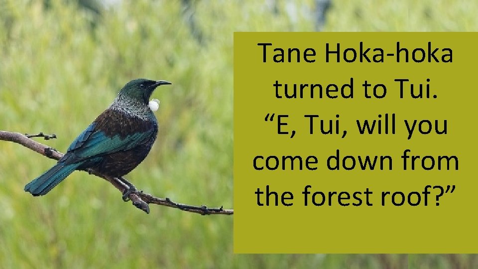 Tane Hoka-hoka turned to Tui. “E, Tui, will you come down from the forest Tane Hoka-hoka turned to Tui. “E, Tui, will you come down from the forest