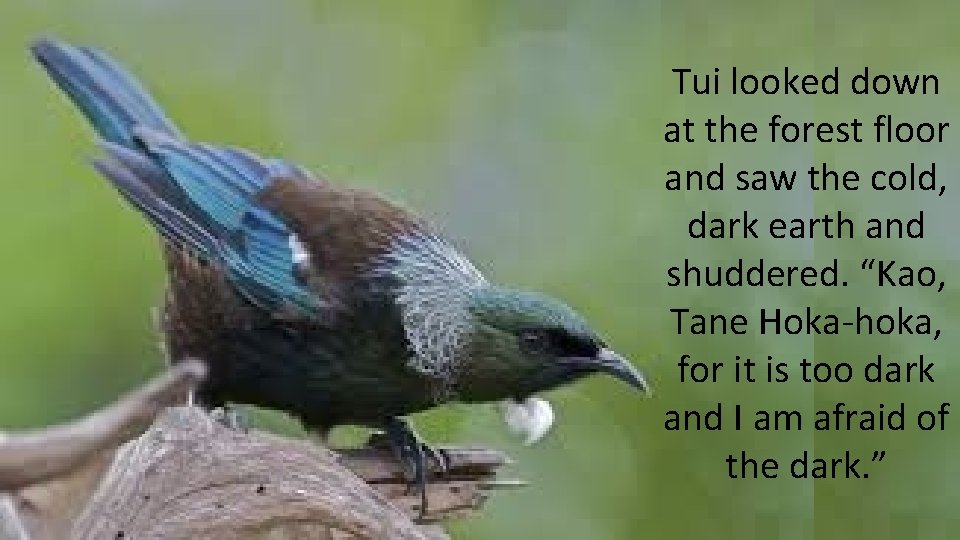Tui looked down at the forest floor and saw the cold, dark earth and Tui looked down at the forest floor and saw the cold, dark earth and