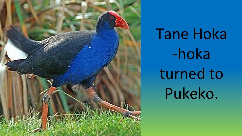 Tane Hoka -hoka turned to Pukeko. Tane Hoka -hoka turned to Pukeko.