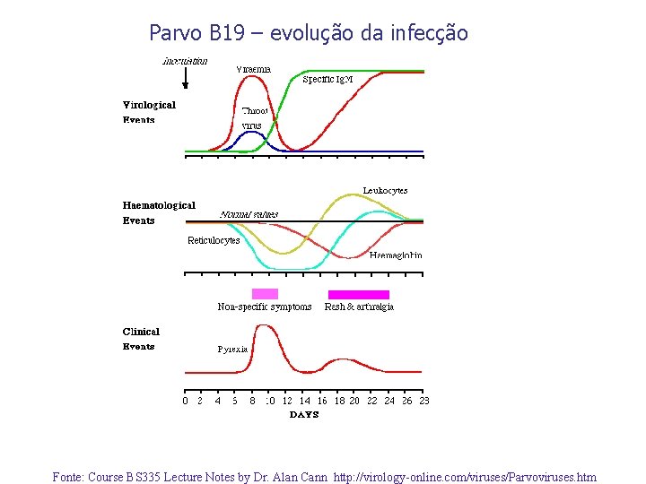 Parvo B 19 – evolução da infecção Fonte: Course BS 335 Lecture Notes by