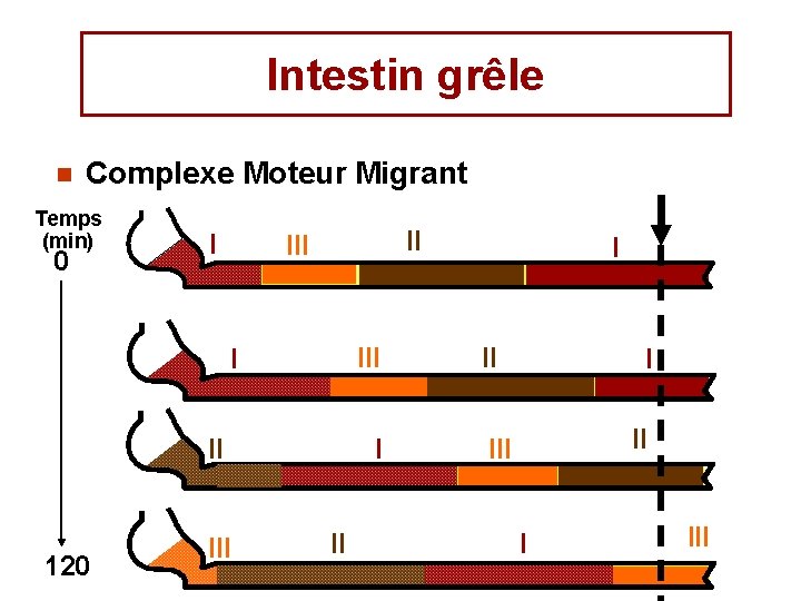 Intestin grêle n Complexe Moteur Migrant Temps (min) 0 I II III I II