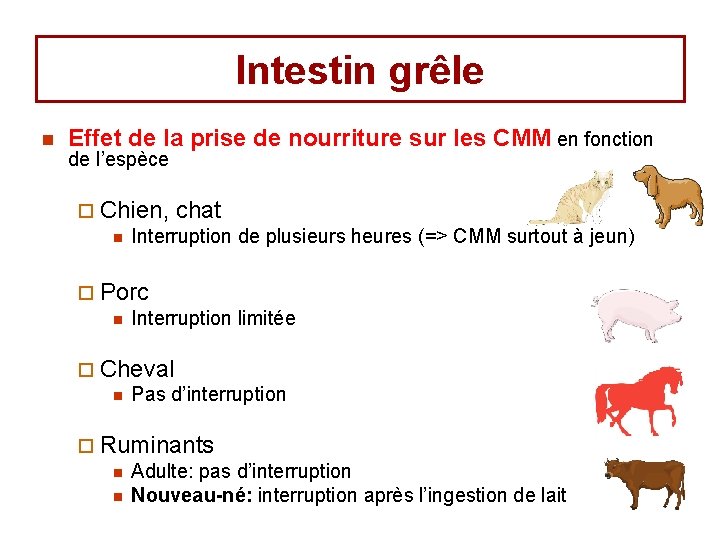 Intestin grêle n Effet de la prise de nourriture sur les CMM en fonction