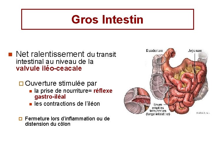 Gros Intestin n Net ralentissement du transit intestinal au niveau de la valvule iléo-ceacale