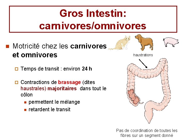 Gros Intestin: carnivores/omnivores n Motricité chez les carnivores et omnivores ¨ Temps de transit