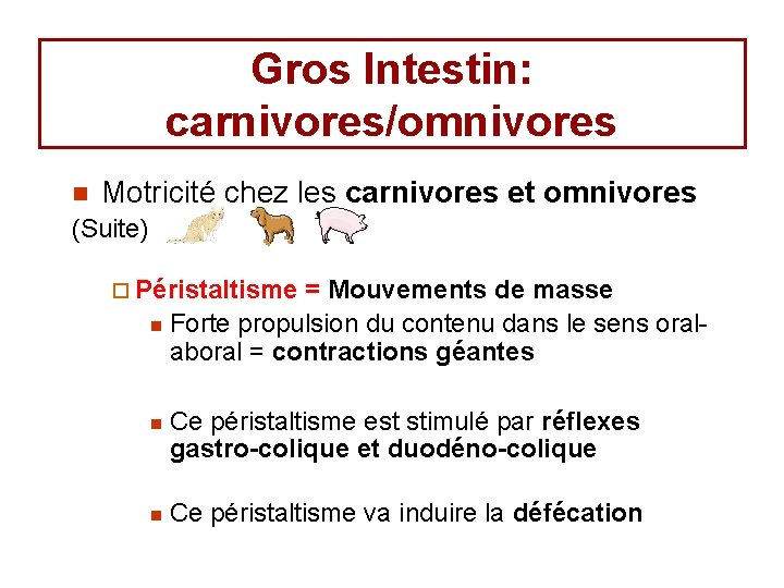 Gros Intestin: carnivores/omnivores n Motricité chez les carnivores et omnivores (Suite) ¨ Péristaltisme =