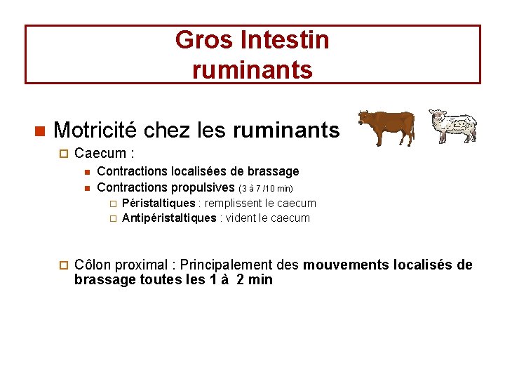 Gros Intestin ruminants n Motricité chez les ruminants ¨ Caecum : n n Contractions