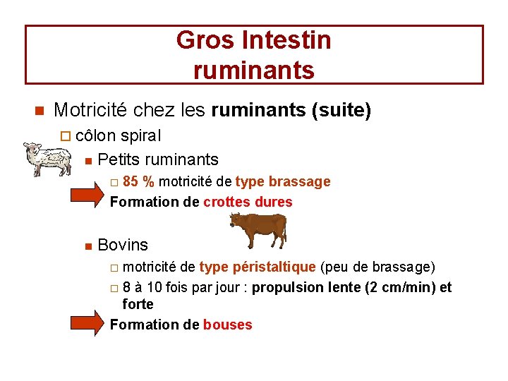 Gros Intestin ruminants n Motricité chez les ruminants (suite) ¨ côlon spiral n Petits