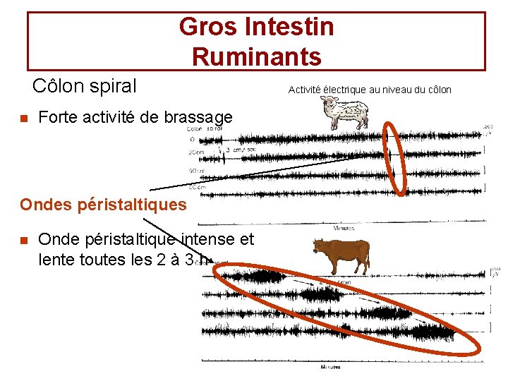 Gros Intestin Ruminants Côlon spiral n Forte activité de brassage Ondes péristaltiques n Onde