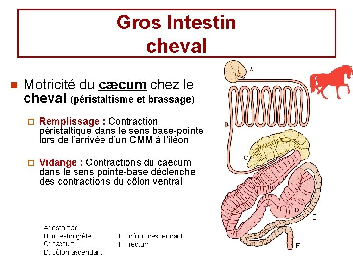 Gros Intestin cheval n Motricité du cæcum chez le cheval (péristaltisme et brassage) ¨