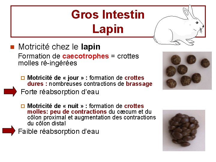 Gros Intestin Lapin n Motricité chez le lapin Formation de caecotrophes = crottes molles