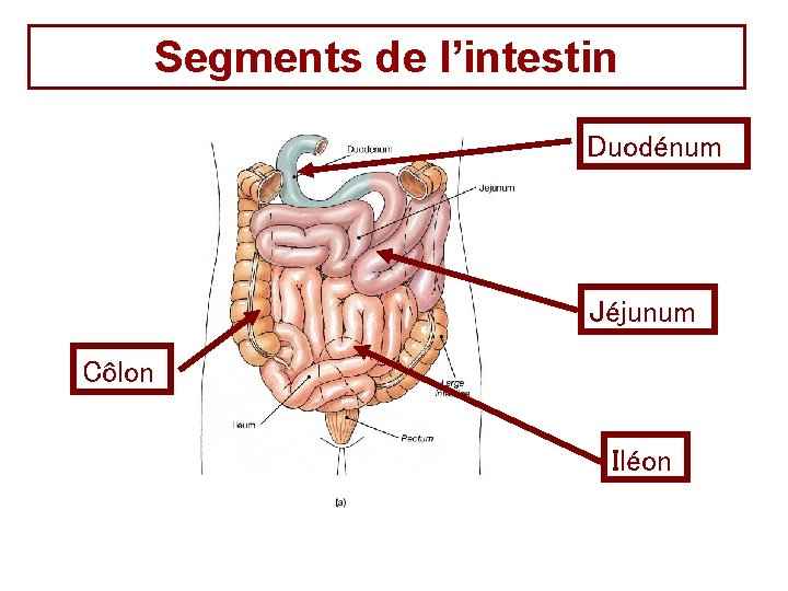 Segments de l’intestin Duodénum Jéjunum Côlon Iléon 
