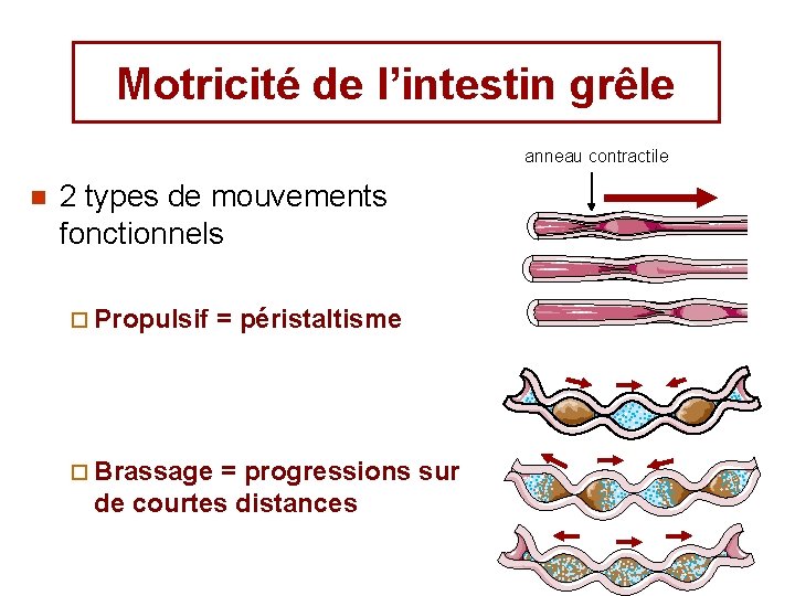 Motricité de l’intestin grêle anneau contractile n 2 types de mouvements fonctionnels ¨ Propulsif