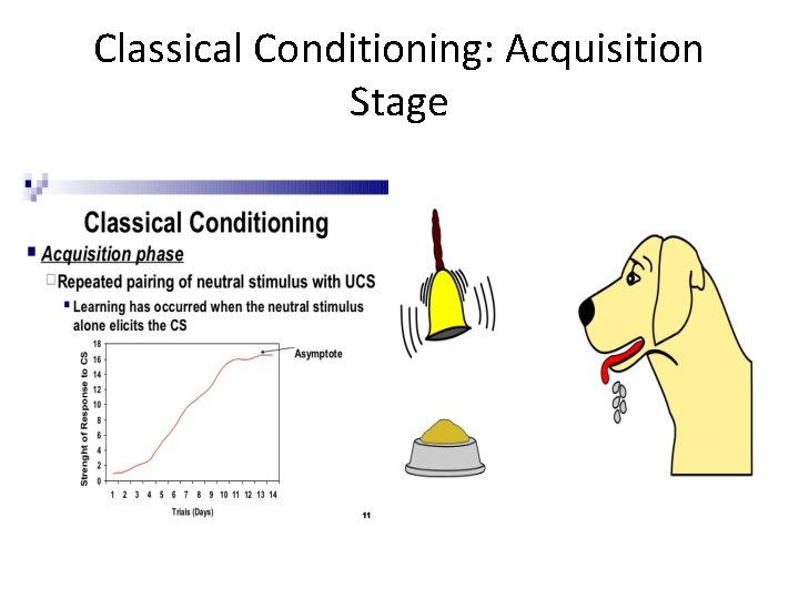 Classical Conditioning: Acquisition Stage 