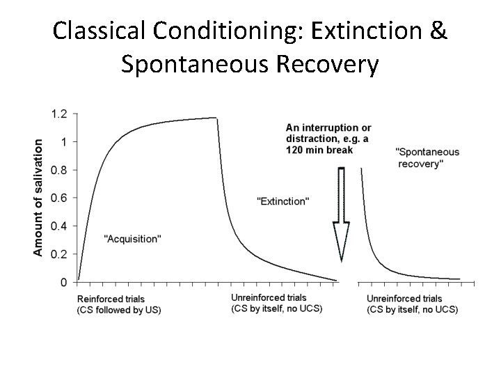 Classical Conditioning: Extinction & Spontaneous Recovery 