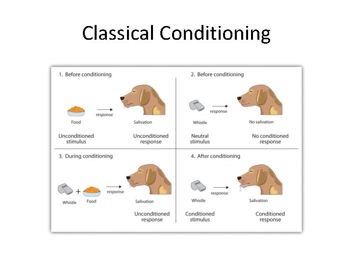 Classical Conditioning 