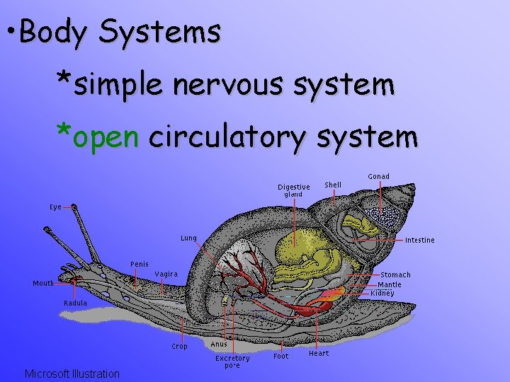  • Body Systems *simple nervous system *open circulatory system 