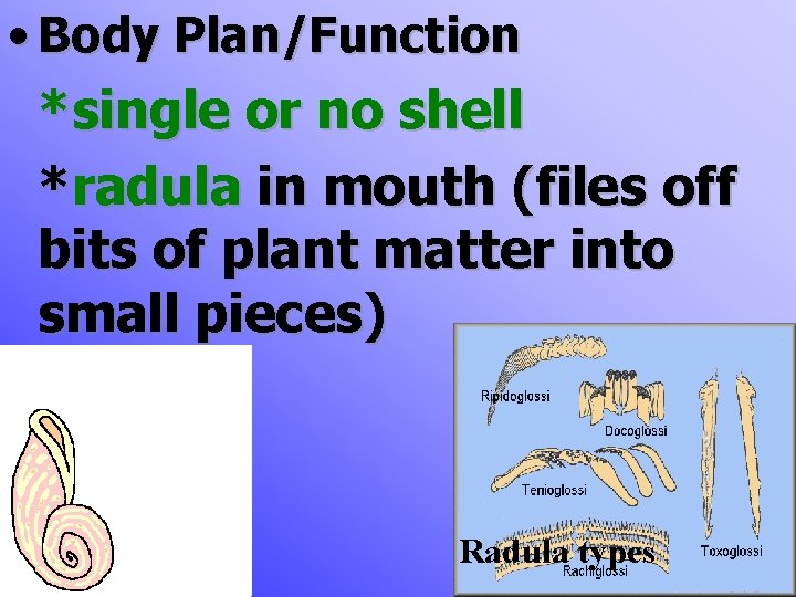  • Body Plan/Function *single or no shell *radula in mouth (files off bits