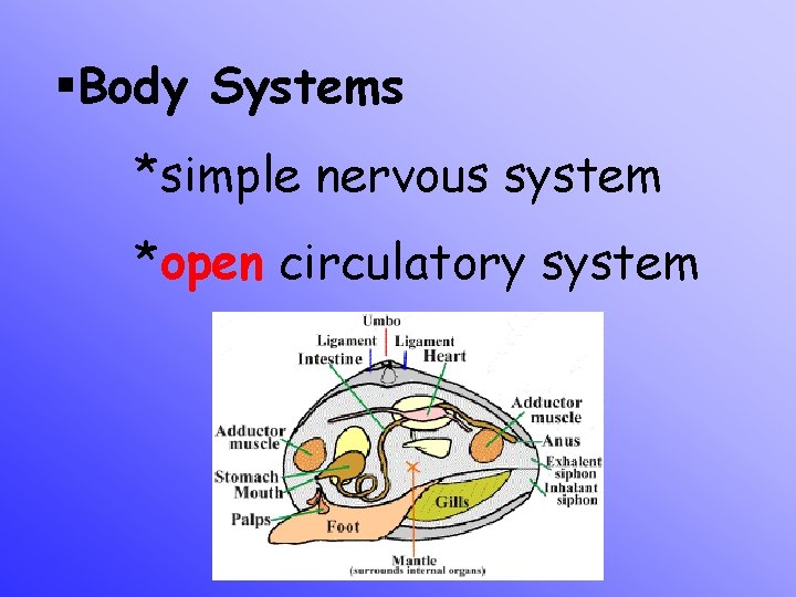 §Body Systems *simple nervous system *open circulatory system 