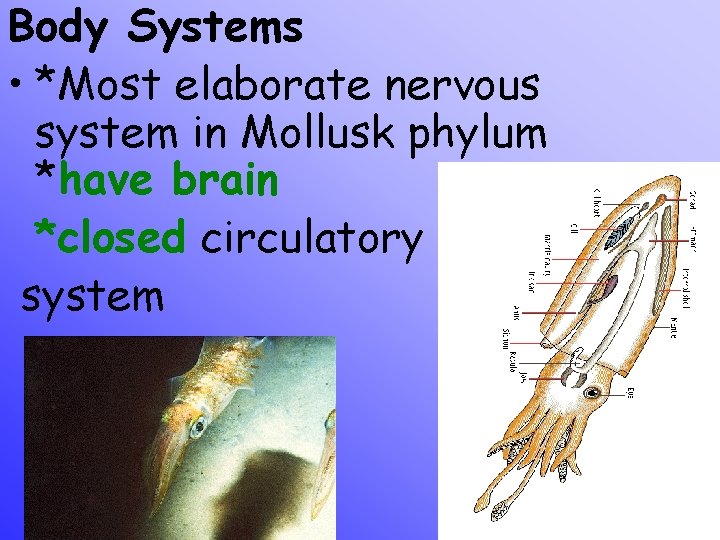 Body Systems • *Most elaborate nervous system in Mollusk phylum *have brain *closed circulatory