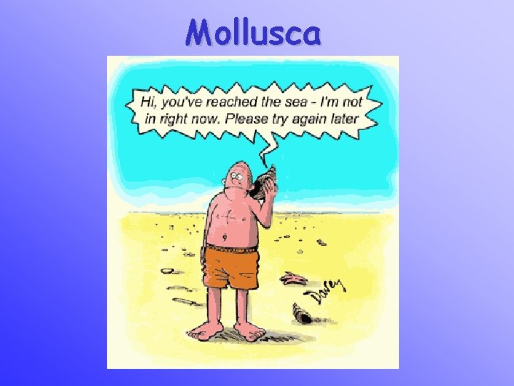 Mollusca 