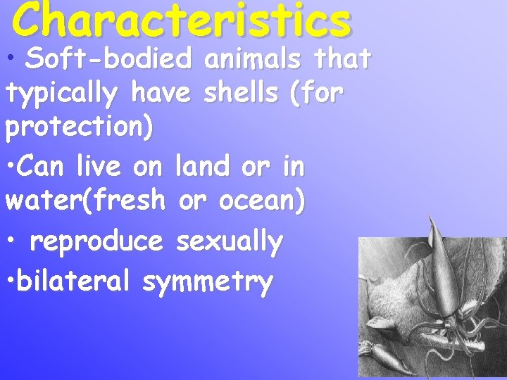Characteristics • Soft-bodied animals that typically have shells (for protection) • Can live on
