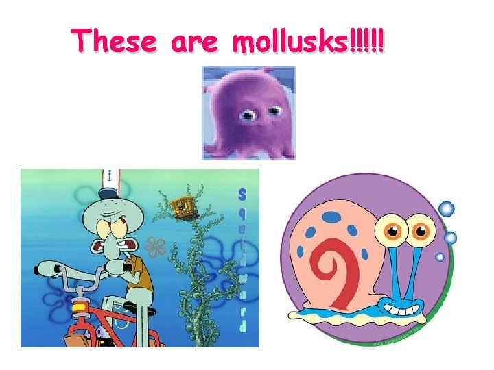 These are mollusks!!!!! 