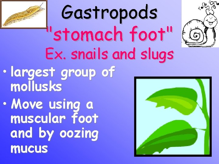 Gastropods "stomach foot" Ex. snails and slugs • largest group of mollusks • Move