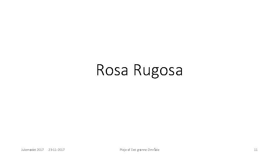 Rosa Rugosa Julemødet 2017 23 -11 -2017 Pleje af Det grønne Område 11 
