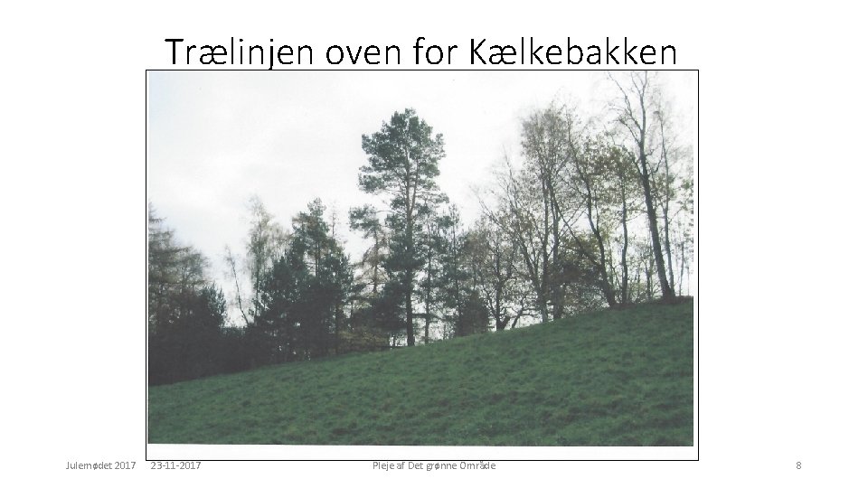 Trælinjen oven for Kælkebakken Julemødet 2017 23 -11 -2017 Pleje af Det grønne Område