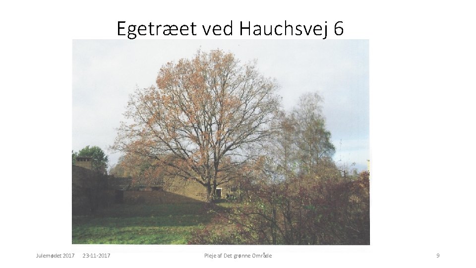 Egetræet ved Hauchsvej 6 Julemødet 2017 23 -11 -2017 Pleje af Det grønne Område