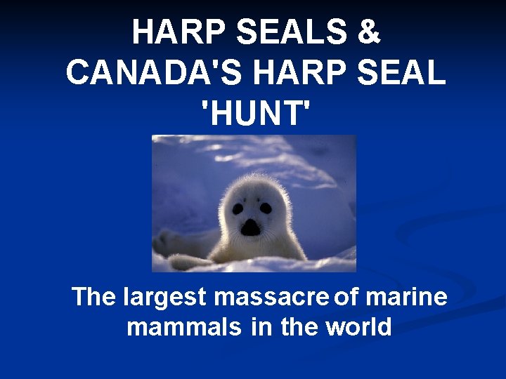 HARP SEALS & CANADA'S HARP SEAL 'HUNT' The largest massacre of marine mammals in