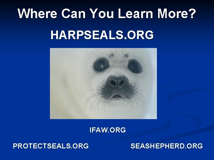 Where Can You Learn More? HARPSEALS. ORG IFAW. ORG PROTECTSEALS. ORG SEASHEPHERD. ORG 