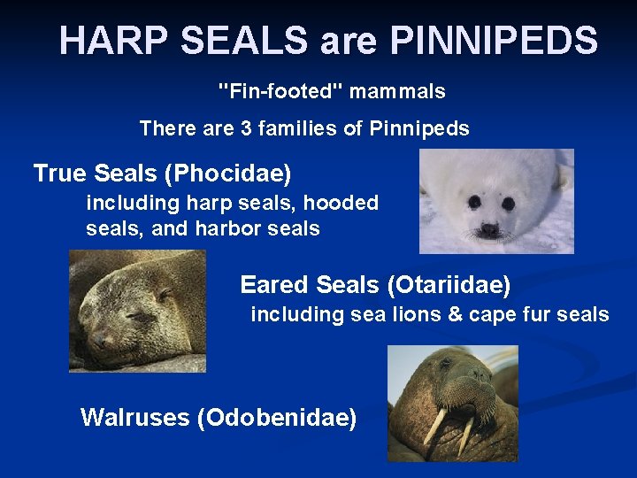 HARP SEALS are PINNIPEDS "Fin-footed" mammals There are 3 families of Pinnipeds True Seals