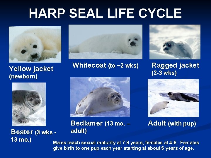 HARP SEAL LIFE CYCLE Yellow jacket Whitecoat (to ~2 wks) (2 -3 wks) (newborn)