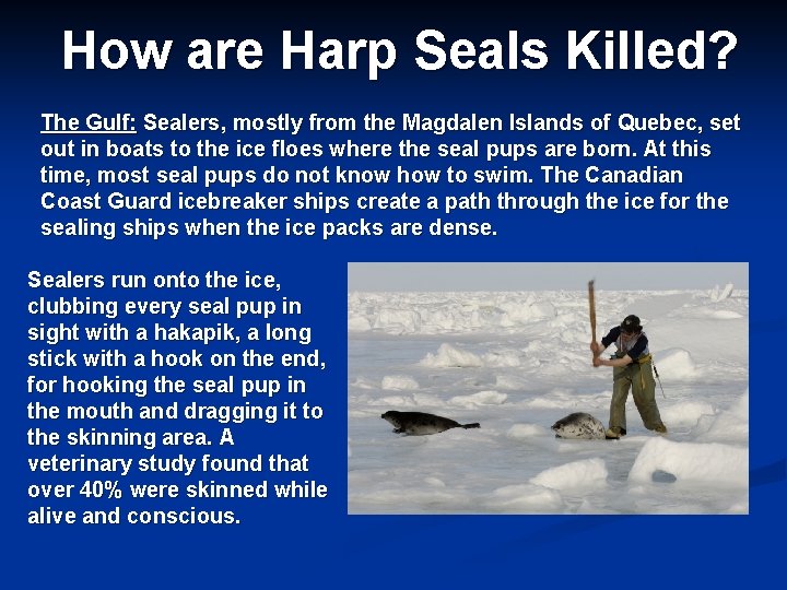 How are Harp Seals Killed? The Gulf: Sealers, mostly from the Magdalen Islands of