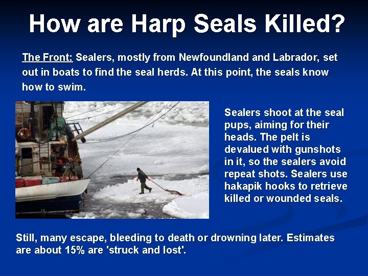 How are Harp Seals Killed? The Front: Sealers, mostly from Newfoundland Labrador, set out