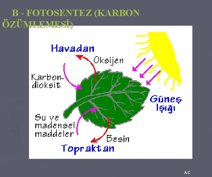 B - FOTOSENTEZ (KARBON ÖZÜMLEMESİ) A. Ç 