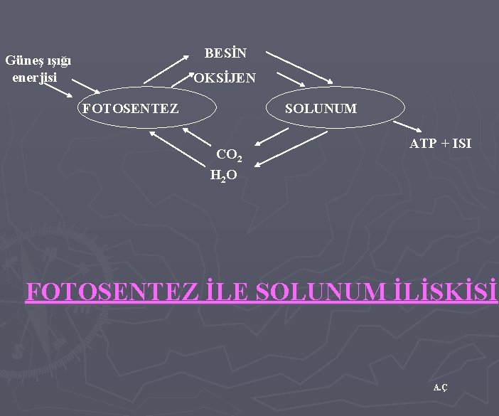 BESİN Güneş ışığı enerjisi OKSİJEN FOTOSENTEZ SOLUNUM CO 2 H 2 O ATP +