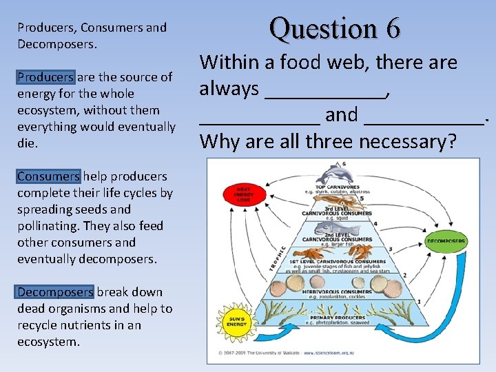 Producers, Consumers and Decomposers. Producers are the source of energy for the whole ecosystem, Producers, Consumers and Decomposers. Producers are the source of energy for the whole ecosystem,
