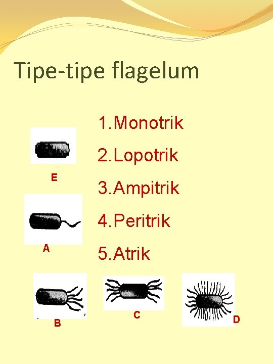 Tipe-tipe flagelum 1. Monotrik 2. Lopotrik E 3. Ampitrik 4. Peritrik A 5. Atrik