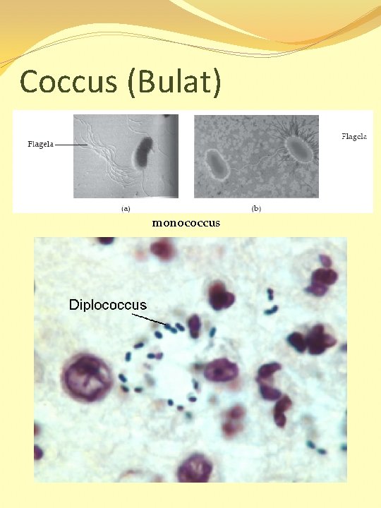 Coccus (Bulat) monococcus 