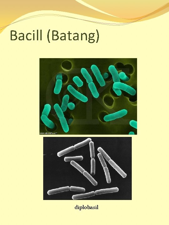 Bacill (Batang) diplobasil 