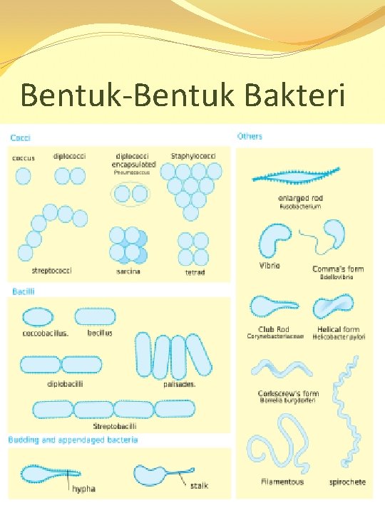 Bentuk-Bentuk Bakteri 