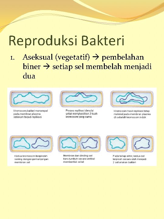 Reproduksi Bakteri 1. Aseksual (vegetatif) pembelahan biner setiap sel membelah menjadi dua 