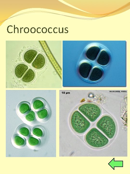 Chroococcus 