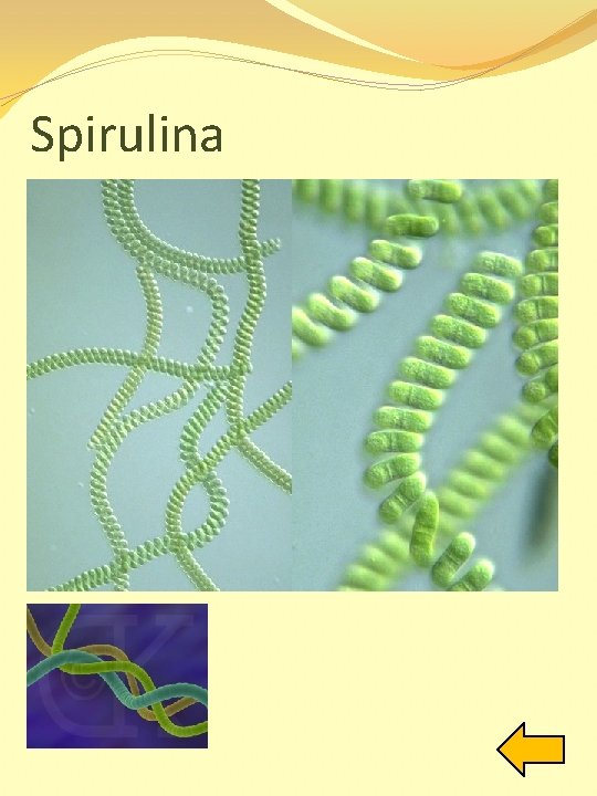 Spirulina 