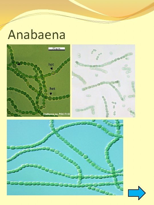 Anabaena 
