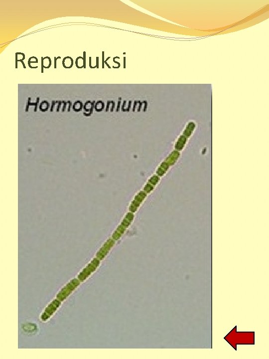 Reproduksi 