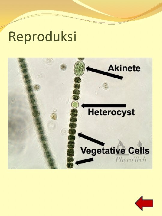 Reproduksi 